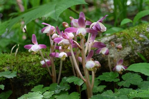 鍾馗蘭|ショウキラン（ラン科）｜素人植物図